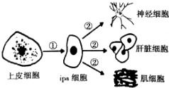 無(wú)外源DNA的安全誘導(dǎo) 人類多能干細(xì)胞技術(shù)的新突破